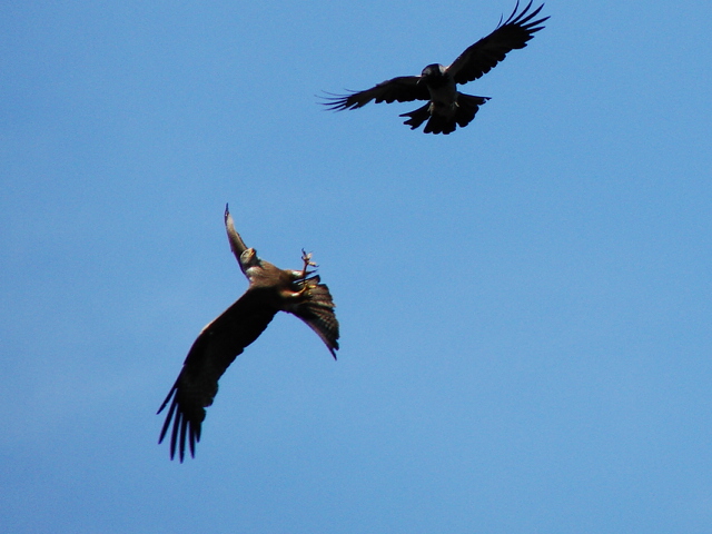 Avifauna humor